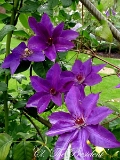 Clematis 'The President - 03
